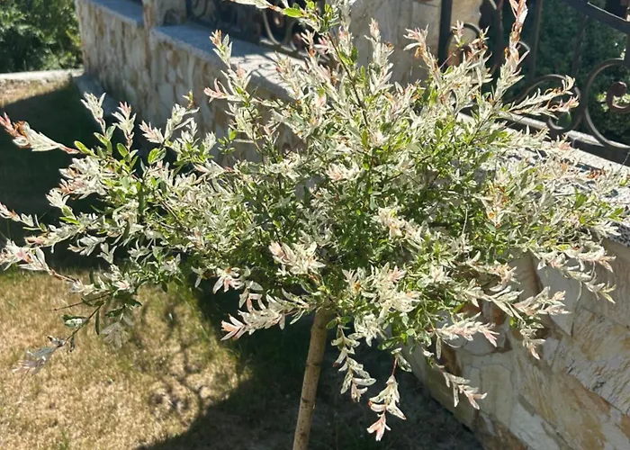 Hébergement de vacances Domik Zubanicha *